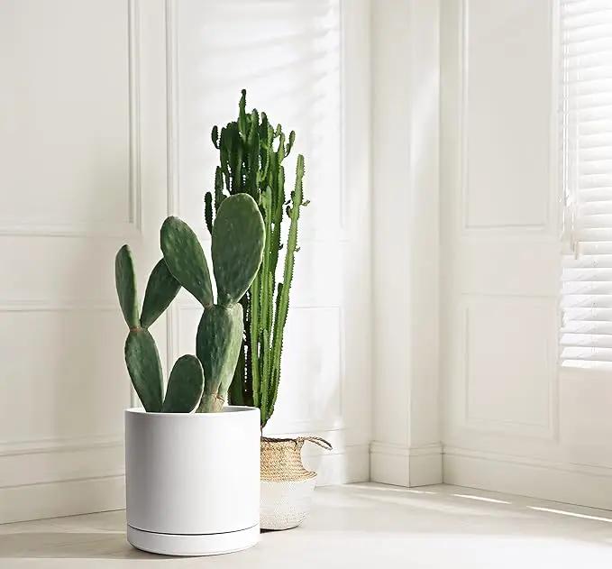D'vine Dev 12 Inch Ceramic Planter Pot with Drainage Hole and Saucer, Indoor Cylinder Round Planter Pot, White, 94-O-F-1, photo 5 of 6
