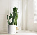 D'vine Dev 12 Inch Ceramic Planter Pot with Drainage Hole and Saucer, Indoor Cylinder Round Planter Pot, White, 94-O-F-1 by GreenHaven Gardens