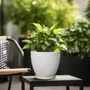 G EPGardening 10 Inch Plant Pot Ceramic Pots for Plants Indoor Outdoor Plant Pots with Drainage Hole and Saucer Round Large Flower Pot for Home Garden Office White by GreenHaven Gardens