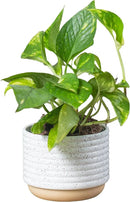 Costa Farms Live Pothos Plant, Easy Care Vining Live Indoor Houseplant, Air Purifying Trailing Plant Potted in Premium Decor Pot, Potting Soil, Gift for Office and Home Decor, 8-Inches Tall by GreenHaven Gardens