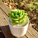 FWPP Succulents Plants Live,Echeveria ice Rose Variegated 3.5 inches Green Mini Indoor Plants,Bare Root Without Pot Soil,Live Plants for Gift Party Wedding Garden Baby Shower DIY Decor by GreenHaven Gardens