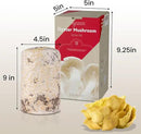 inbloom Large Organic Golden Oyster Mushroom Growing Kit (4 lbs), Double-Side Yellow Mushroom Grow Kit, MD USA Non-GMO Mushroom Kit, Harvest Mushrooms in 10 Days at Home, Indoor Gardening for Adults by GreenHaven Gardens