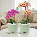 QCQHDU 2 Pack Orchid Pots with Holes for Repotting, Double-Layer and Self Watering Orchid Pot with Good Air Circulation by GreenHaven Gardens