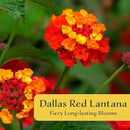 12 Dallas Red Lantana | Live Plants in 2.5-inch Nursery Cubes | Lantana Camara 'Dallas Red' Variety | Hardy Evergreen Perennial Shrub | Fiery Vibrant Blooms for Home & Garden by GreenHaven Gardens
