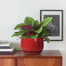 G EPGardening Ceramic Pot for Plants - 6 Inch Plant Pot with Drainage and Ceramic Tray, Modern Living Room Decor, Planter for Housewarming Gifts New Home, Red by GreenHaven Gardens