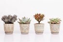 Gepege Succulent Pots, 4 Inch Small Indoor Ceramic Planter Pot with Drainage Holes and Saucers for Plants- Creamy White - Set of 4 by GreenHaven Gardens