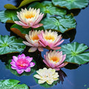 2PCS 10CM/3.94Inch Birdbath Fountain Accessory, Artificial Floating Foam Lotus Flower with Water Lily Pad, Artificial Lotus Flowers Decor, Lotuss Leaf Flower Floating Garden Pond Decor, Pool Decoratio by GreenHaven Gardens