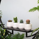 Mini Succulent Planter Set – 3.7 Inch Ceramic Pots with Drainage for Indoor Plants, Small Decorative Flower Pots for Cactus and House Plants, Set of 4 by CozyNest Decor