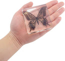 4 PCS Butterfly Specimen Set, Danaus Genutia, Graphium Sarpedon, Asian Swallowtail, Delias Pasithoe Butterfly Resin Collection Science Toys by TinyTreasures Baby Boutique