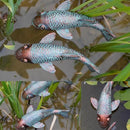 Garden Statues, Koi Fish Decor, Set of 2 Antique Koi Fish Garden Statue,Fish Sculpture Garden for Outdoors, Patio Decor, Backyard and Home Kitchen Decoration by GreenHaven Gardens
