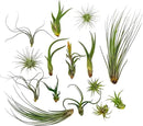 Live Air Plants - Tillandsia Variety, Regular 1-3" - 15ct - Live Arrival Guaranteed, House Plants for Home Decor & Gift by GreenHaven Gardens