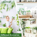 Ivolador Plant Propagation Station Terrariumin Wall Test Tube Vases Bud Tabletop Glass Wooden Stand with 5 Propagation Tubes for Propagating Hydroponic Plants Home Garden Wedding Decoration-Beige by GreenHaven Gardens