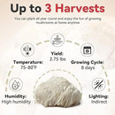 inbloom Large Organic Lion's Mane Mushroom Growing Kit (4 lbs) – Double-Side Growth, Edible Non-GMO Mushroom Kit, Beginner-Friendly, Harvest Mushrooms at Home, Indoor Gardening Gift for Adults by GreenHaven Gardens