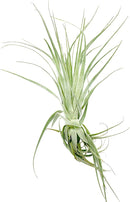 Live Air Plant - Tillandsia Gardneri 5-7” - ragnaroc Rare Collectors Indoor Tropical Plant - Live Arrival Guaranteed - House Plants for Home Decor & Gift by GreenHaven Gardens