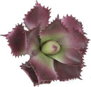 Duovlo Artificial Succulent Plant 7.08 Inch Faux Succulents Agave potatorum Flower Arrangement Craft Wall DIY Materials Pack of 2 (Dark Purple) by GreenHaven Gardens