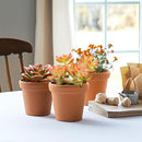 2" Live Succulent 'Sedum adolphii Shooting Stars', Rare Succulent Plants Fully Rooted in Pots, Unique House Plant for DIY, Party Favor, Home Office Decoration by GreenHaven Gardens