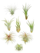 Shop Succulents | Assorted Collection of Live Air Plants, Hand Selected Variety Pack of Air Succulents | Collection of 8 by GreenHaven Gardens
