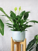 8 Inch + 6 Inch Ceramic Plant Pots Indoor with Drainage – Flower Pot Set, Decorative Indoor Planters for House Plants and Garden Use by CozyNest Decor