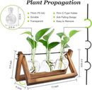 Plant Propagation Station, Plant Terrarium with Wooden Stand, Unique Gardening Birthday Gifts for Women Plants Lovers, Home Office Garden Decor Planter - 3 Bulb Glass Vases by GreenHaven Gardens