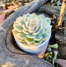 FWPP Live Succulents Plants,Echeveria Onslow Variegated 3.2 inches Mini Indoor Plants,Bare Root Without Pot Soil Live Plant,Succulents Plants Live for Gift Party Wedding Garden Baby Shower DIY Decor by GreenHaven Gardens