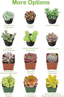 Live Succulent String of Pearls, Approx 2-inch Large, Potted Succulents, Fully Rooted, Easy Care House Plants