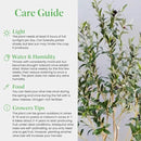 American Plant Exchange Live Olive Tree, Arbequina – Real Fruiting, Edible Indoor/Outdoor Houseplant – Large 10-Inch Pot, Perfect for Home, Office, Patio & Garden Décor by GreenHaven Gardens