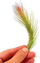 Air Plants - Tillandsia Funckiana Hybrid, Large 5-7" - 1ct - Live Arrival Guaranteed - House Plants for Home Decor & Gift by GreenHaven Gardens
