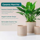 vancasso Ceramic Plant Pots, 3 Piece Planters for Indoor Plants, 4.25+5.25+6.25 Inch Flower Pots with Drainage, Plant Pots Indoor for Succulent, Pothos, Snake Plant and Money Tree, Etc (Gray) by GreenHaven Gardens