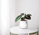 Phoenix Vine 4 Inch Self Watering Planter Pot, Design White Terracotta Pots for Plants, Indoor Cylinder Terra Cotta Pots with Glass Vase, Set of 4, 51-B-E-4 by GreenHaven Gardens