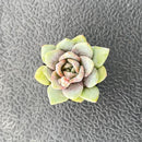 2" Live Succulent 'E. German Champagne', Rare Succulent Plants Fully Rooted in Pots, Unique House Plant for DIY, Party Favor, Home Office Decoration by GreenHaven Gardens