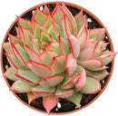 Live Succulent Plants Echeveria 'Yeon-Deung', Easy Care Potted Succulents, Approx 4" D x 4" H, Indoor Houseplant, Unique Gifts, Home Office Décor by GreenHaven Gardens