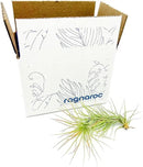 Air Plants - Tillandsia Funckiana, Large 5" - 1ct - Live Arrival Guaranteed - House Plants for Home Decor & Gift by GreenHaven Gardens