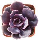 Live Succulent Echeveria Red Robe, Approx 2-inch Large, Potted Succulents, Fully Rooted, Easy Care House Plants by GreenHaven Gardens