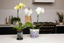 rePotme 4 x 6 inch Ceramic Orchid Pot (Honey Cream Over Coffee) - Hexagon Orchid Pot with Holes by GreenHaven Gardens