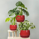 G EPGardening Ceramic Plant Pots - 9 Inch Flower pots for Indoor Outdoor Plant, Round Planter with Drainage and Saucer, Modern Home Decor, Gift for Women Men, Red by GreenHaven Gardens
