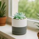 D'vine Dev Set of 2 Plants Pots, 3.5 Inch Ceramic Planter Pot for Plants with Drainage Hole and Saucer, White/Speckled Grey, 94-V-A-6 by GreenHaven Gardens