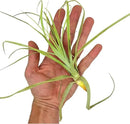 Air Plants - Tillandsia Straminea Jumbo 6-9" - 1ct - Live Arrival Guaranteed - House Plants for Home Decor & Gift by GreenHaven Gardens