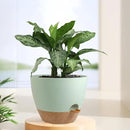12 inch Large Self Watering Pots, Plant Pots with Mesh Drainage Holes for Indoor Outdoor Plants, Plastic Planters with Deep Reservoir for Garden House Flower Plants, Green with Brown by GreenHaven Gardens