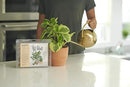 Osmocote PotShots: Premeasured House Plant Food, Feed for up to 6 Months, 25 Nuggets by GreenHaven Gardens