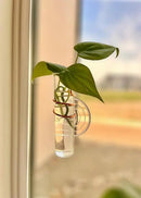 The Little Window Propagator- Window Plant Propagation Station with Removable Glass Test Tubes, Indoor Clippings, Cut Flowers, Herbs, Succulents | Home Decor | Plant Lover Gift by GreenHaven Gardens