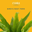 Costa Farms Bird's Nest Fern Live Indoor House Plant 15-Inches Tall, Grower's Pot by GreenHaven Gardens