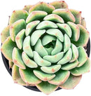Live Succulent Echeveria Red Peach Variegated, Approx 2-inch Large, Potted Succulents, Fully Rooted, Easy Care House Plants by GreenHaven Gardens