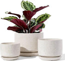 LE TAUCI Ceramic Plant Pots, 4.3+5.3+6.8 inch, Set of 3, Planters with Drainage Hole and Saucer, Indoor Flower Pot with Hole Mesh Pad, Gifts for Mom, Reactive Glaze Beige by GreenHaven Gardens