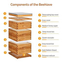 VINGLI 10-Frame Bee Hive, Wax Coated Beehive Starter Kit with Frames & Beeswax Coated Foundation Sheets (3 Layer) by GreenHaven Gardens