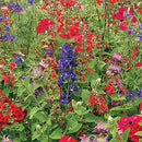 Park Seed Grow Your Own Vibrant Wildflower Garden Mixture, Perfect for Bees, Butterflies, and Hummingbirds, Hummingbird Mix, Pack of 1500 by GreenHaven Gardens