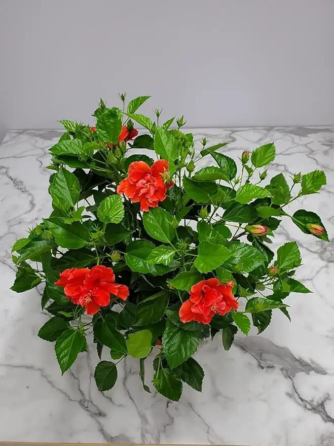 Hibiscus Plant Live - Double Red Hibiscus Bush - Flowering Plants - Red - Overall Height 26" to 28" - Tropical Plants of Florida (Plant Only), photo 4 of 5