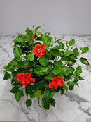 Hibiscus Plant Live - Double Red Hibiscus Bush - Flowering Plants - Red - Overall Height 26" to 28" - Tropical Plants of Florida (Plant Only) by GreenHaven Gardens