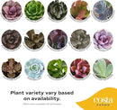 Costa Farms Succulents (6 Pack), Live Mini Succulent Plants, Grower's Choice Live Houseplants, Potted in Nursery Plant Pots, Potting Soil, Gift for Bulk Baby Shower, Bridal Shower, DIY Room Decor by GreenHaven Gardens