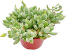 Live Succulents 'Cotyledon Pendens' (4-inch), Succulent Plants Fully Rooted in Pots with Soil, Easy-Care House Plant for DIY, Home Office Decor, Wedding Party Favor by GreenHaven Gardens