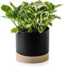 Nihow Ceramic Plant Pot: 6 Inch Planter with Drainage Hole & Saucer for Indoor & Outdoor Plants - Cylinder Round Flower Pot for Succulent/Herbs/Violets - Black & Brown by GreenHaven Gardens